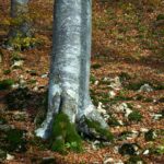 Spotlight on Boven Digoel’s Cultural Heritage